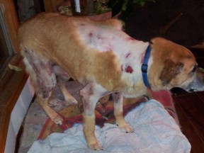 Samantha the dog suffered serious injuries following an attack by a pack of dogs last weekend. (SUPPLIED PHOTO)