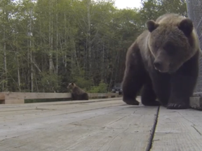 Grizzly bear captured with GoPro camera