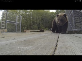 "GoPro: Death by Grizzly Bear." (YouTube Screenshot)