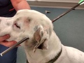 Ziggy, a Staffordshire bull terrier​, was found in a wooded area in Peterborough, England, on Wednesday, Oct. 22, 2014, with a bolt from a crossbow through its head. The dog survived, although RSPCA officials said there is still a risk of infection after the bolt was removed. (Photo: RSPCA/Handout/QMI Agency)