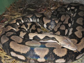 A reticulated python named Thelma, which resides at the Louisville Zoo in Kentucky, laid 61 eggs two years ago. Despite never having interacted with a male snake, six of the eggs bore offspring. Researchers said this is the first documented case of virgin birth, also known as parthenogenesis, in reticulated pythons. (Photo: Louisville Zoo/Handout/QMI Agency)