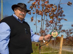 Ron Postian shows the maple trees he wants to donate to help memorialize Nathan Cirillo, the soldier killed in Ottawa on Wednesday. Postian donated these trees along the Veterans Memorial Highway in London.  
Mike Hensen/The London Free Press/QMI Agency