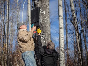 Ron Andreson, left, gets some help from Ed Trenchard passes installing a bat house at the Blue Ridge recreation park in Blue Ridge, on Saturday, Oct. 18. The Whitecourt Jr. Forest Wardens, a group that teaches outdoor and forestry skills to kids, were installing 10 bat houses in the park to help control the insect population in the summer. 
Adam Dietrich | Whitecourt Star photo