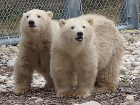 Two orphaned polar bear cubs who arrived at Assiniboine Park Zoo last month will make their public debut on Friday. (SUPPLIED PHOTO)