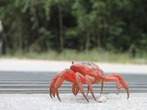 One of Christmas Island's estimated 45 million red crabs who navigate traffic and other obstacles while crossing the island during their annual migration. JENNY YUEN/TORONTO SUN
