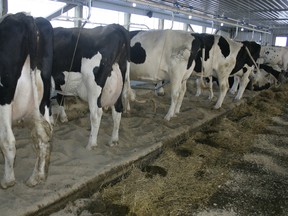 dairy cows