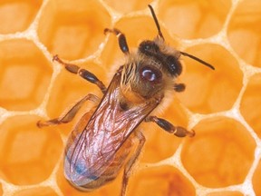 bee