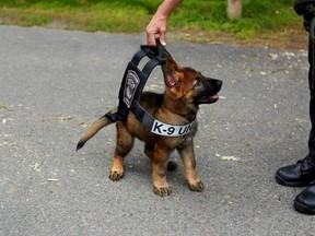 Batman, known now as Tuco, is pictured in a Boston Police K9 harness when he was nine weeks old. (Photo: Jonathan Kozowyk/Courtesy of Massachusetts Vest-A-Dog)