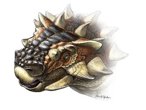The Gobi Desert of Late Cretaceous Mongolia was the place to be if you were one of the armoured dinosaurs called ankylosaurs. (Handout)