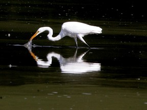 A white egret is reflected in the waters of the Coves as it feasts on bugs on the surface. (Free Press file)
