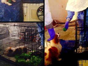 Bentley, the dog belonging to Ebola patient Nina Pham, is seen playing with health care workers wearing Hazmat suits, in this recent undated combination of pictures released by the Dallas Animal Services and Adoption Center in Dallas, Texas October 17, 2014.  Pham, the first Texas nurse to be diagnosed with Ebola after treating a Liberian man at a Dallas hospital, was moved to the National Institutes of Health (NIH) outside Washington and is listed in fair condition.  REUTERS/Dallas Animal Services and Adoption Center/Handout