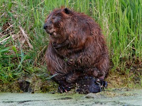 A beaver grooms on the side of its pond in Elk Island National Park east of Edmonton Alta. on Thursday June 12, 2014. Hugo Sanchez/Edmonton Sun