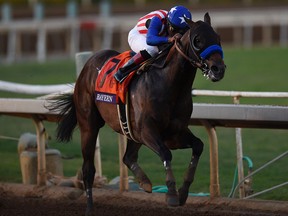 Breeders' Cup classic winner Bayern. (USA Today Sports)