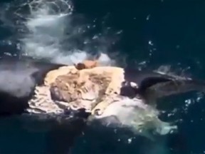 Australian Harrison Williams is shown climbing atop a whale carcass off the coast of Western Austraila in a video posted on YouTube on Sunday. (Daily Breaking News/YouTube screengrab)