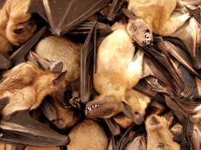 Fruit bats are seen for sale at a food market in Brazzavile, Republic of Congo, in this file photograph dated December 15, 2005. (REUTERS/Jiro Ose/Files)