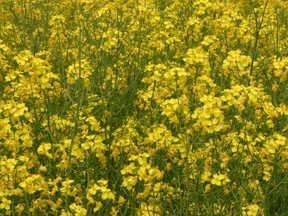 Canola