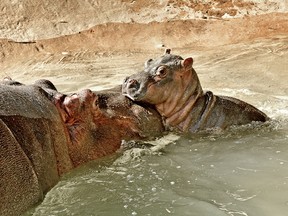 A hippopotamus named Mara has given birth at the Los Angeles Zoo. (Los Angeles Zoo & Botanical Gardens)