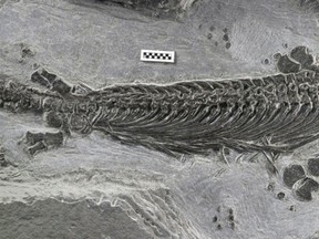 Fossil remains showing the first amphibious ichthyosaur found in China by a team led by a University of California at Davis (UC Davis) scientist are seen in an undated handout image courtesy of UC Davis professor Ryosuke Motani. Ichthyosaurs were a hugely successful group of marine reptiles that flourished in the world's oceans for more than 150 million years, with many looking much like today's dolphins and some getting even bigger than a sperm whale. Scientists said on November 5, 2014 they have unearthed in China the fossil of a small ichthyosaur with large, flexible flippers that let it move around on land like a seal while spending most of its time in the water 248 million years ago. REUTERS/Ryosuke Motani/UC Davis/Handout via Reuters