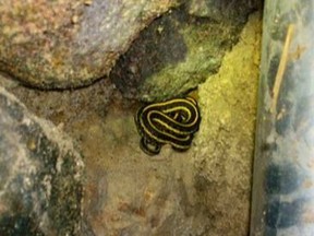 The Salthaven Wildlife Rehabilitation and Education Centre West removed 102 Plains garter snakes from a home in Regina between Oct. 18-20, 2014, and there are still more inside the home. This snake is pictured in a wall in the house. The snakes ranged in size from nine inches to nearly three feet. There are still some more snakes in the home, but volunteers were unable to reach them. (Photo: Salthaven Wildlife Rehabilitation and Education Centre West/Handout/QMI Agency)