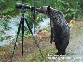 Jim Lawrence, a B.C. based photographer, recently shot this image of a grizzly bear looking through one of  his cameras. (JIM LAWRENCE/Kootenay Reflections/QMI Agency/Handout)