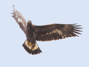 A parade of migrating golden eagles commenced late last month and will continue through November. Some of these big birds will even winter in Southwestern Ontario. The white on this bird tells us that it is a juvenile.  (DON TAYLOR/SPECIAL TO QMI AGENCY)