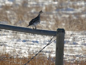 QMI Agency file
Sharp-tail grouse can be found throughout the Peace Country.