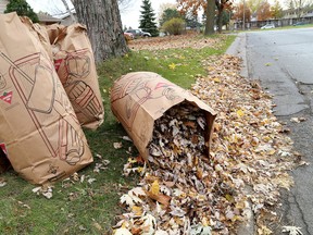 Bags of leaves line the curb along Wilson Street in Kingston's north end on Tuesday November 4 2014 . (IAN MACALPINE-KINGSTON WHIG-STANDARD/QMI AGENCY