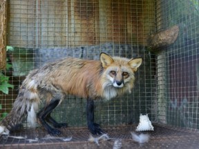 (Jo-Anne McArthur/Montreal SPCA)