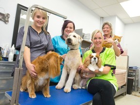 Owner Angela Porter sits on a grooming table as she is joined by employees Heather Collard, left, Melissa Heathers and Debbie Haggith at A Perfect Pet, a pet grooming parlour, located on Clarke Rd. in London on Thursday. (CRAIG GLOVER, The London Free Press)