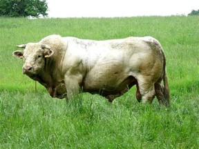 A Charolais bull is pictured in this Wikimedia photo. (Wikimedia)