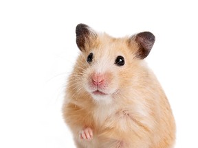 A hamster is pictured in this Fotolia image. (Azaliya/Fotolia)