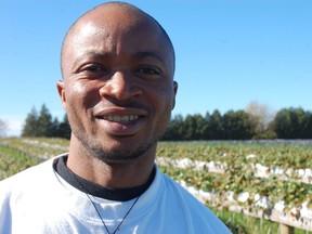 Student intern Hayford Gyamfihas had an opportunity to learn about the management of a number of crops at the Hogervorst farm including these outdoor hydroponic strawberries.