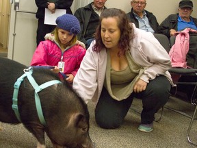 Pot-belly pig Chuckles, shown with owner’s Cassandra (left) and Christine Dahl,  made a visit to the town’s council chambers as the issue of pot-belly pigs was once again before council on Nov. 5, 2014. (MIRIAM OSTERMANN/QMI AGENCY)