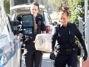 An Animal Care and Control officer takes a dog after a dog attack in an alley near 101 Street and 112 Avenue, in Edmonton Alta., on Sunday Sept. 14, 2014. A woman in her fifty's was sent to hospital with serious, but non life-threatening injuries. David Bloom/Edmonton Sun