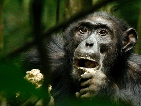 A dominant male chimpanzee feeds in Kibale National Park tropical rain forest, 354km southeast of Uganda's capital Kampala, in this December 2, 2006 file photo. (REUTERS/James Akena/Files)