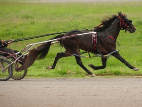 He’s Watching, trained by Dave Menary, is one of several contenders for the Breeders Crown, which begins this weekend. (MICHAEL BURNS/PHOTO)