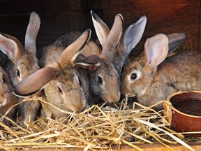 A part-time teacher who raises rabbits was asked by students in a 10th-grade biology class to provide a lesson on animal slaughter and processing. (Fotolia)