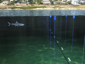 A handout provided on Nov. 5, 2014 by the South African Institute for Maritime Technology shows an electronic barrier seeking to exploit the super-sensitivity of a sharks' snout to keep swimmers and surfers safe in a small bay near Cape Town.  (AFP PHOTO / SOUTH AFRICAN INSTITUTE FOR MARITIME TECHNOLOGY)