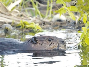 Beavers and other wild animals in London may benefit if the city adopts a proposed ?live and let live? humane wildlife conflict policy. (QMI Agency file)