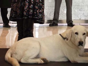 Carly, a nearly 14-year-old Labrador retriever, appears at a news conference at a federal court in Austin, Texas November 17, 2014.   REUTERS/Jon Herskovitz