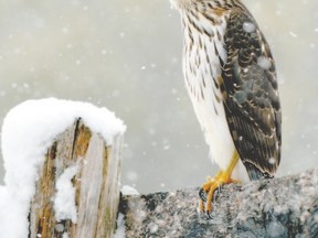 Snowy weather was no deterrent to this immature Cooper?s hawk seen in west Middlesex County this week. This raptor species can be seen across Southwestern Ontario through the winter months. (MICH MacDOUGALL, CAPA, Special to QMI Agency)