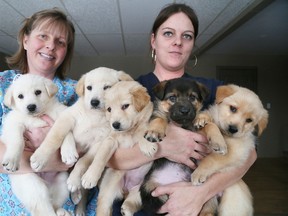 Gino Donato/The Sudbury Star
Volunteers Nicole Stead and Natasha Ayles show off some puppies that recently arrived at Pet Save, a Lively-based rescue organization.
