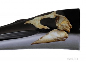University of Otago researchers have described a new genus of ancient baleen whales that they have named Tohoraata. (handout)