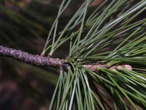 Pinus strobus