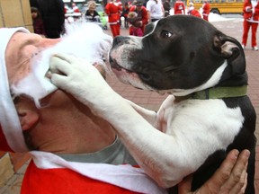 santa dog