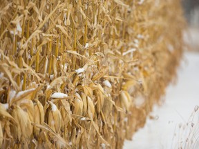 A cornfield full of snow. Mike Hensen/The London Free Press