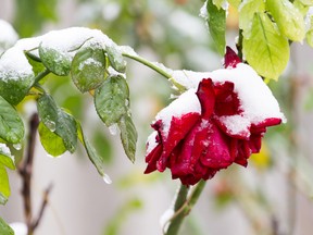 Prune long growth on roses to prevent canes from snapping in the winter.