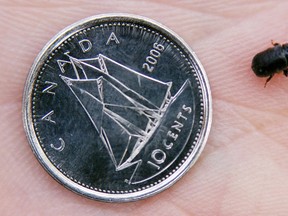October 20, 2006 -- The size of a single mountain pine beetle is illustrated in comparison to a canadian dime. It is hard to believe that such a small creature can cause such destruction but with billions affecting forests in British Columbia and moving east into Alberta, the pine beetle crisis is anything but small. - Edmonton Sun Photo by Tim Smith.