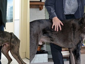 Charlie the Great Dane seen here in his emaciated state and after being rescued and having gained weight. Jason Woodruff, 33, pleaded guilty to permitting an animal to be in distress and was sentenced Friday, Nov. 21, 2014 in provincial offences court. He was given a lifetime ban for owning pets.
Submitted photo
OTTAWA SUN/QMI AGENCY