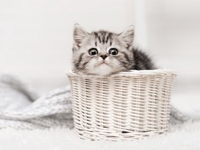 A kitten is pictured in this file photo. (Fotolia)
